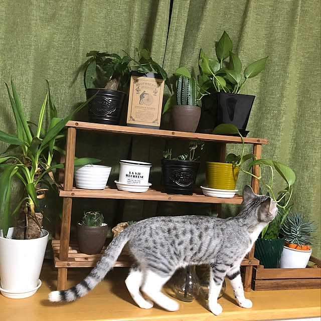 Honamiさんの実例写真