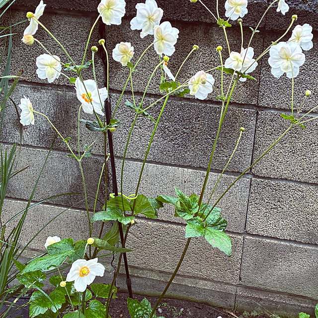 mary_loveさんの部屋