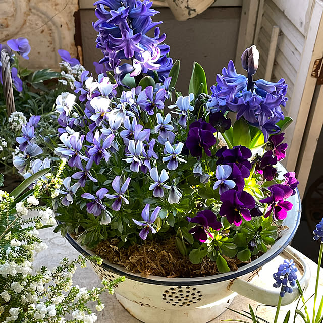 mamisazさんの部屋