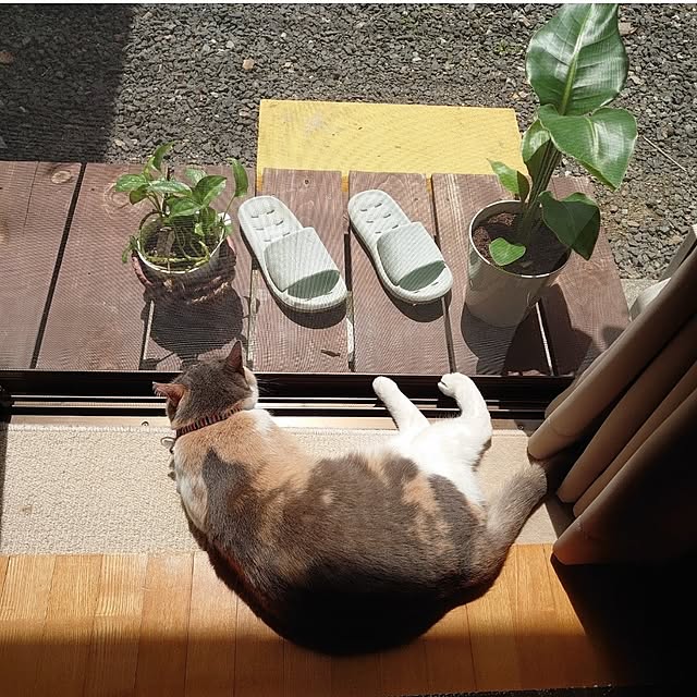 fukuさんの部屋