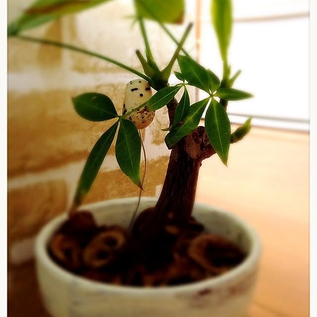 PANNAさんの実例写真