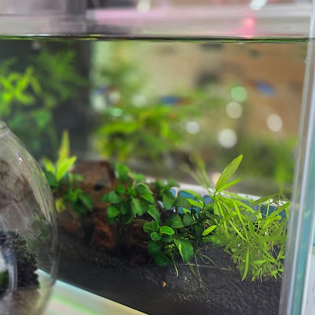 mint_greenさんの部屋