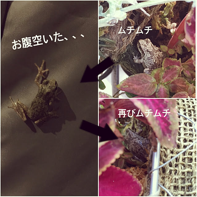 mikasa34さんの実例写真