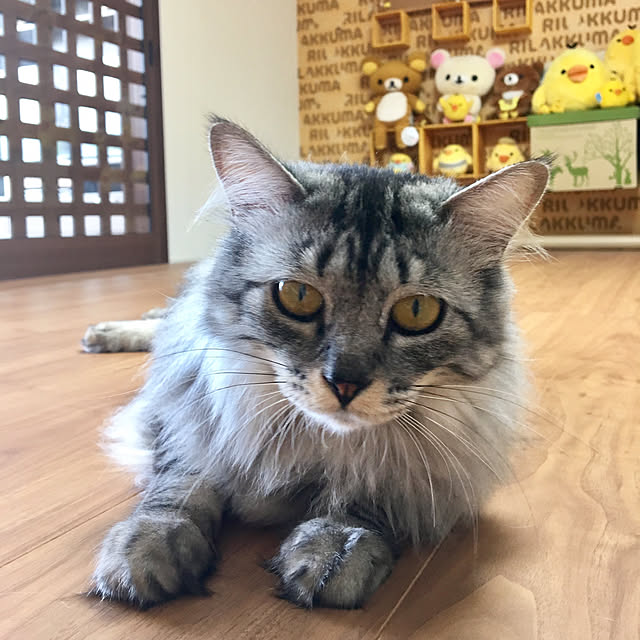 warabi69さんの実例写真