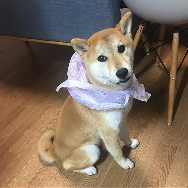 luckyさんの実例写真
