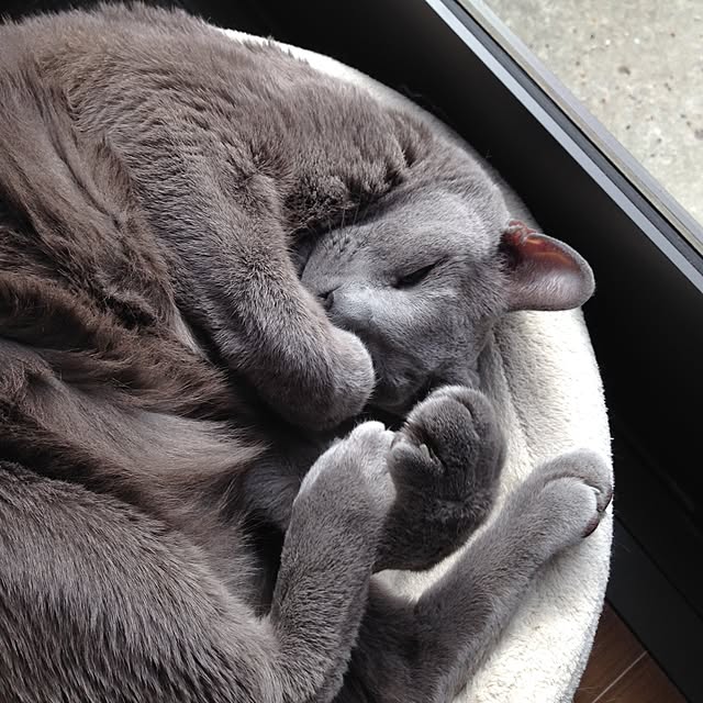 poiさんの実例写真