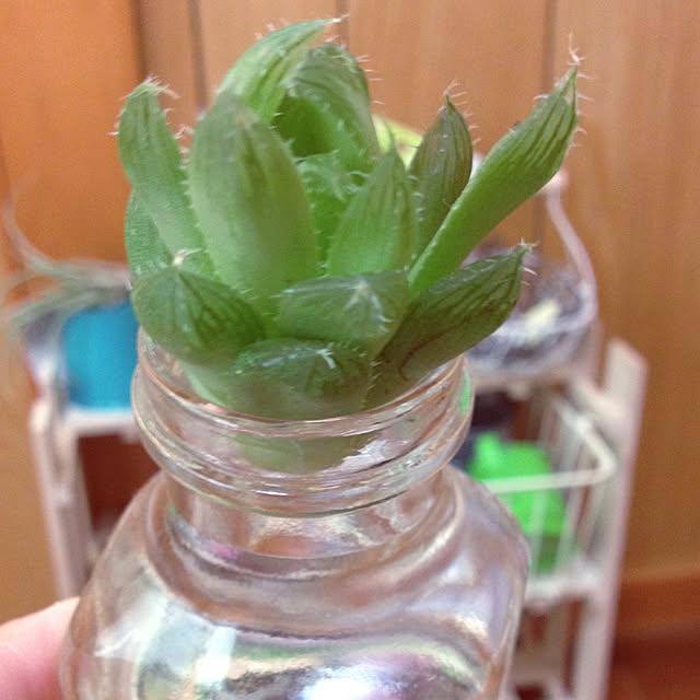 CHIROさんの実例写真