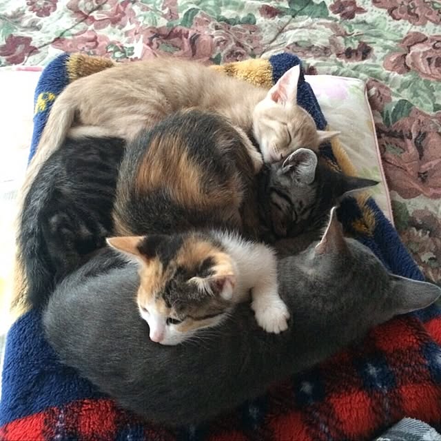 実例写真