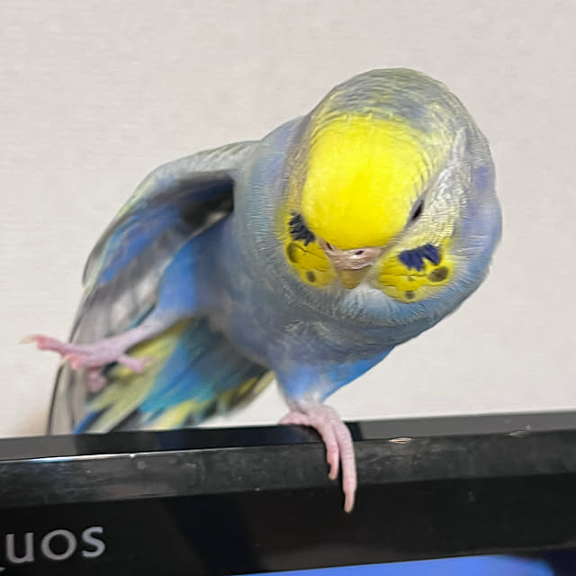Atsukoさんの部屋
