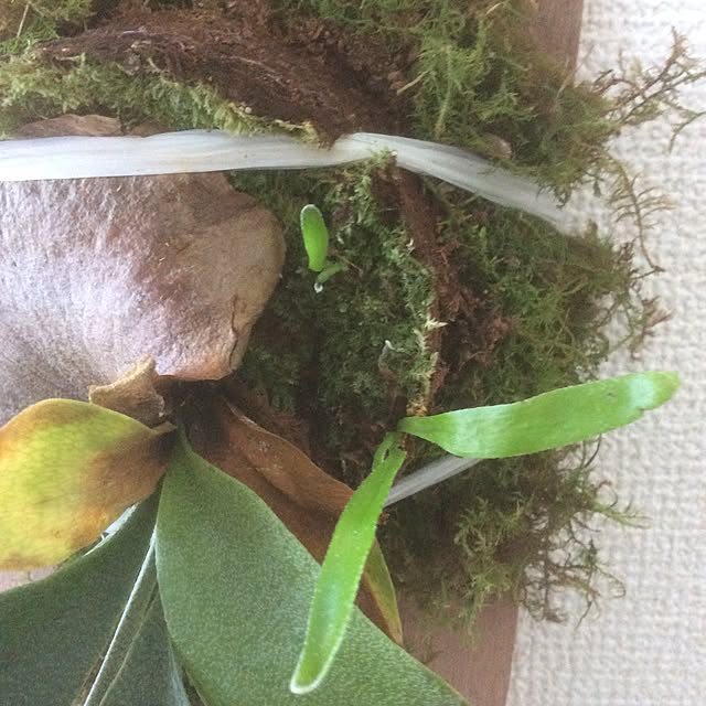 Tomokoさんの実例写真