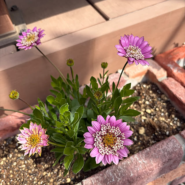 ronronさんの実例写真