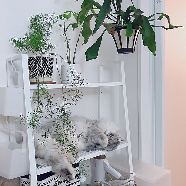 moon.mさんの実例写真