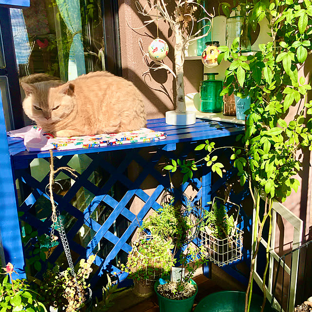 naokoさんの部屋