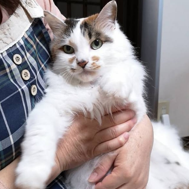 実例写真