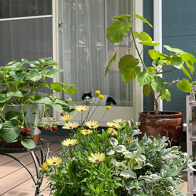 nobikoさんの部屋