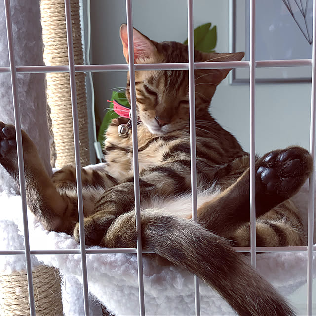 iranさんの実例写真