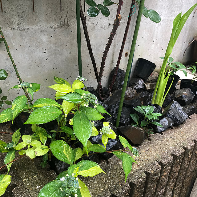osarunoeijiさんの実例写真