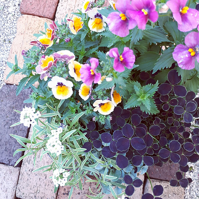 min_nimさんの実例写真