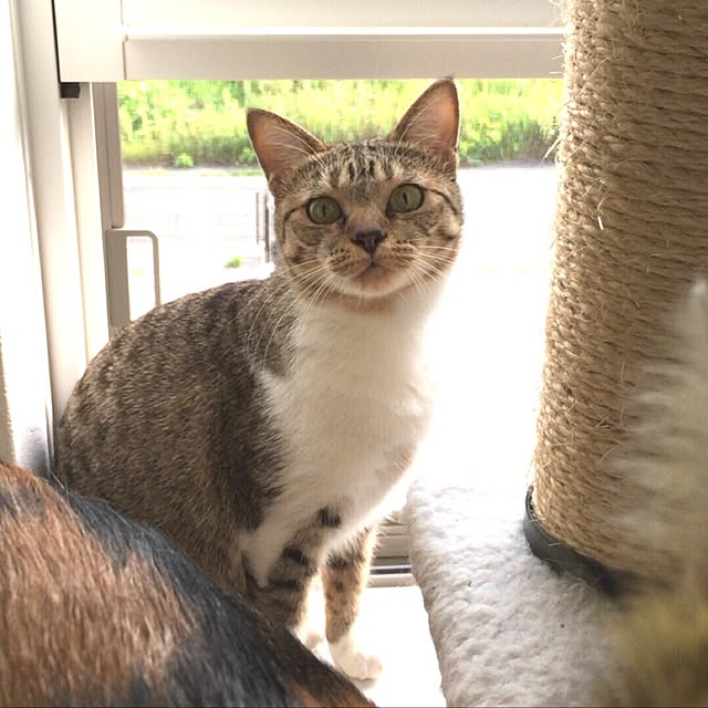 tiger7327さんの実例写真