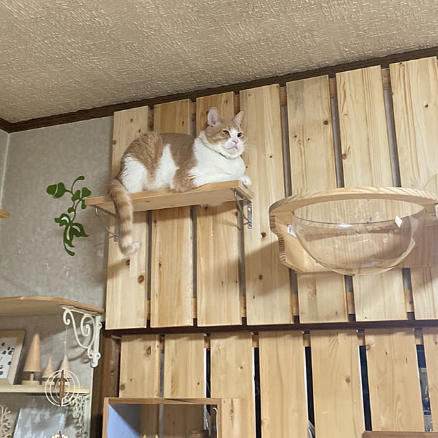 mintteaさんの部屋