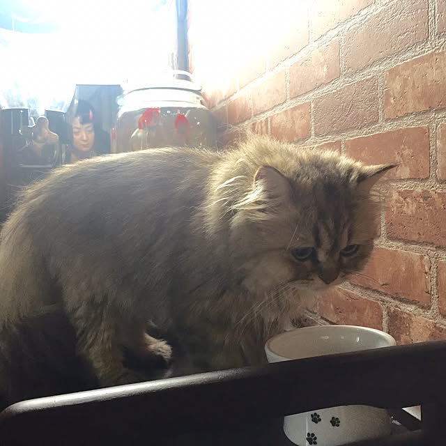 butachanさんの実例写真