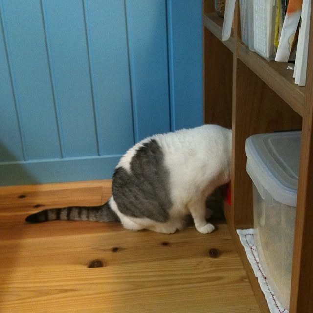 Tomo3さんの実例写真