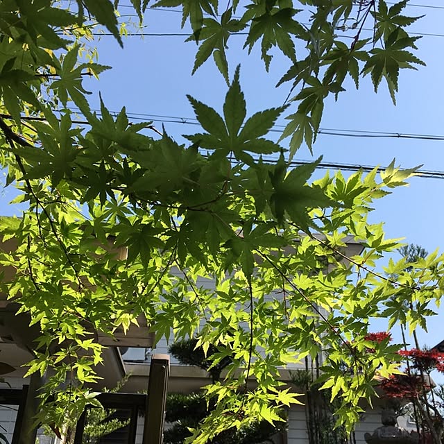sakuranboさんの実例写真