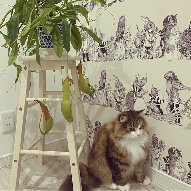 norfraさんの実例写真