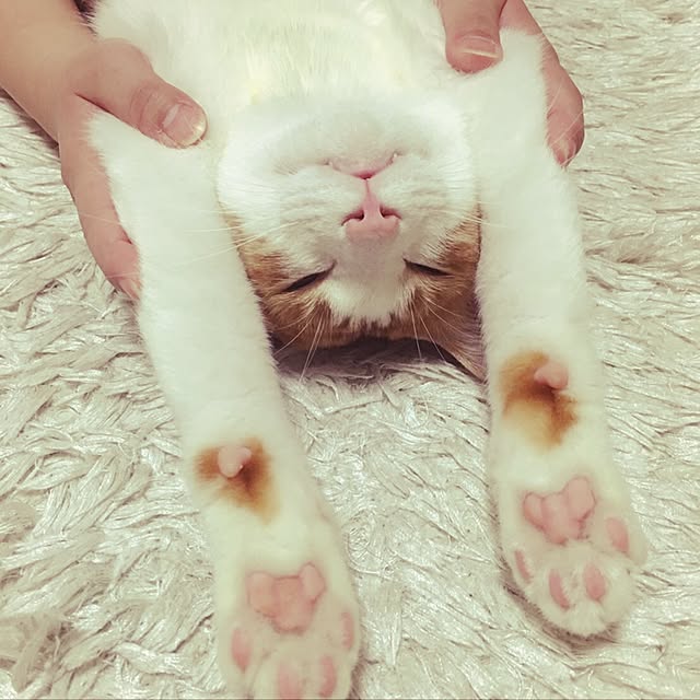 kaihazuさんの実例写真