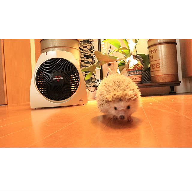 Chikakoさんの実例写真