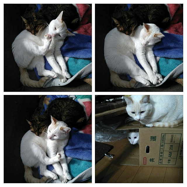 posauruさんの実例写真