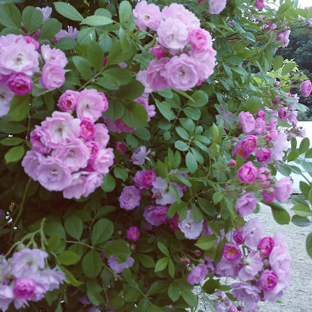 ree.yoshi-1001さんの実例写真
