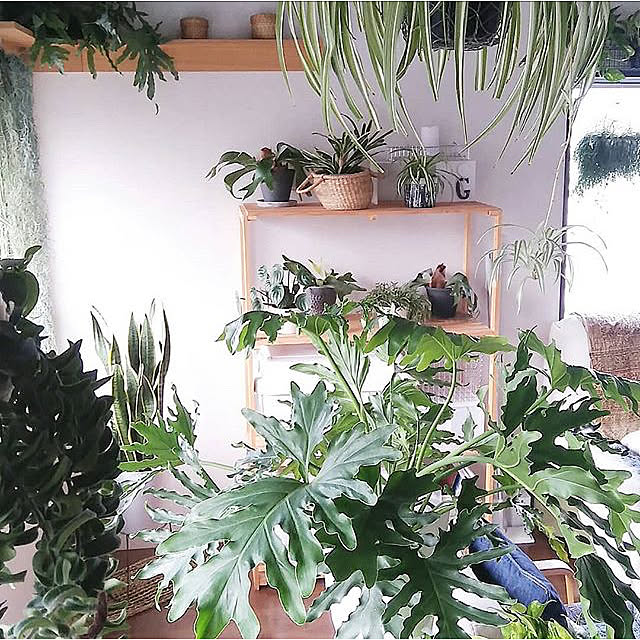 hira_muji_mihiさんの実例写真