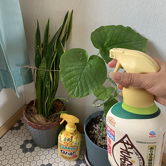 Fumiさんの実例写真