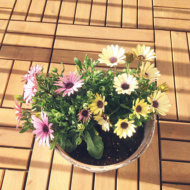 2.11maririnさんの実例写真