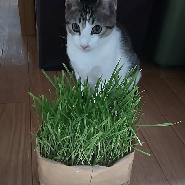 myuさんの実例写真