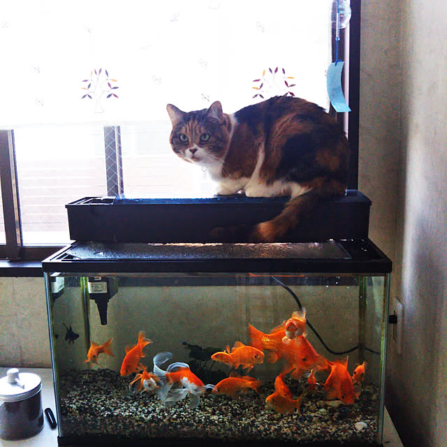 yukieさんの実例写真