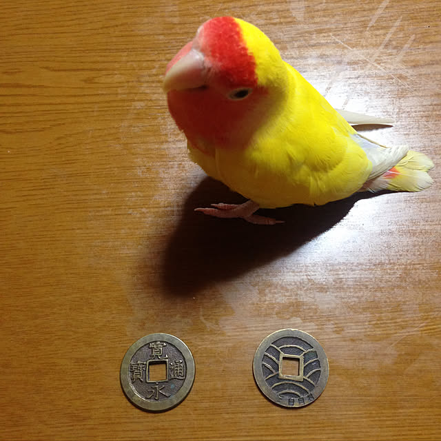aoinokimiさんの実例写真