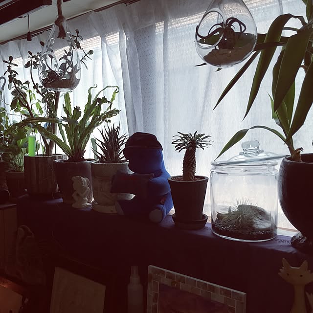 棚/観葉植物/雑貨/多肉植物のインテリア実例 - 2015-08-11 10:38:40