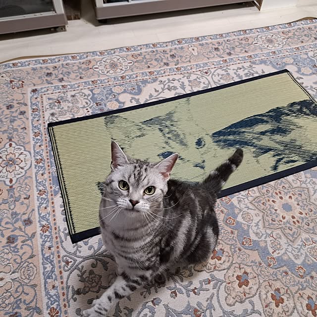 kumingさんの部屋