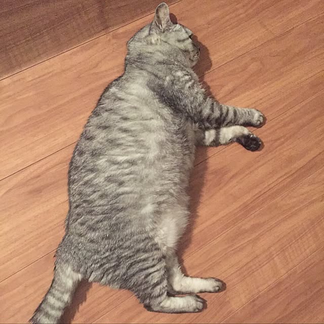 CHIEさんの実例写真