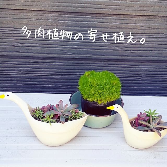tentenさんの実例写真