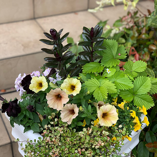 yukarin-gardenさんの実例写真