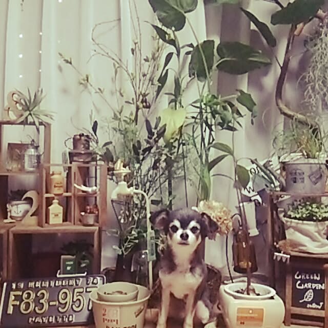 satominさんの実例写真