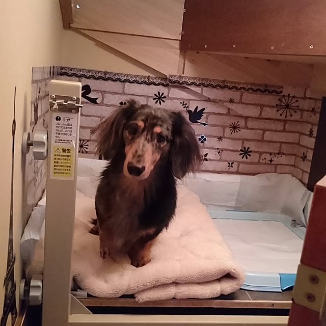 Rudyさんの実例写真