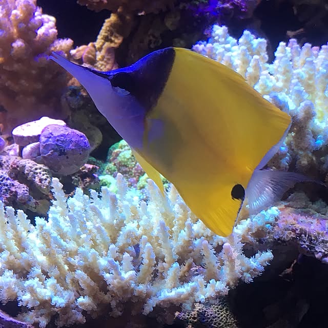 aquarium_seaさんの実例写真