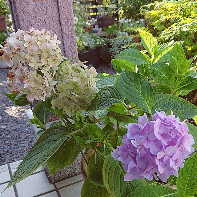 玄関/入り口/RCの出会いに感謝♡/いいね、コメント喜んでます❤️/植物のある生活/記録用に♪...などのインテリア実例 - 2022-07-08 06:23:38