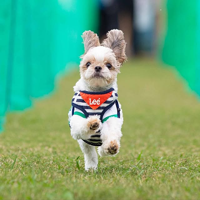 棚/犬/築40年以上/いぬU^ｪ^U大好き！/チワワとシーズーのMIX...などのインテリア実例 - 2024-12-29 22:07:53