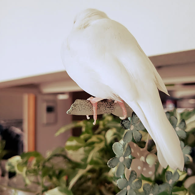 sumireさんの実例写真