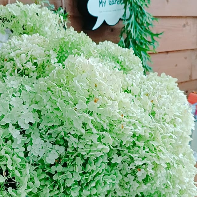 Hanakaさんの部屋